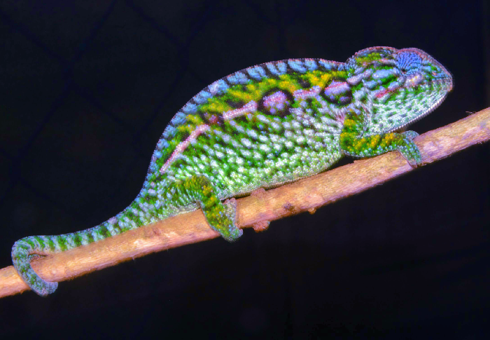 The Most Colourful Species of Chameleons, Furcifer lateralis